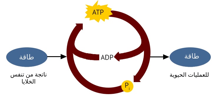 سلسلة انتاج ATP