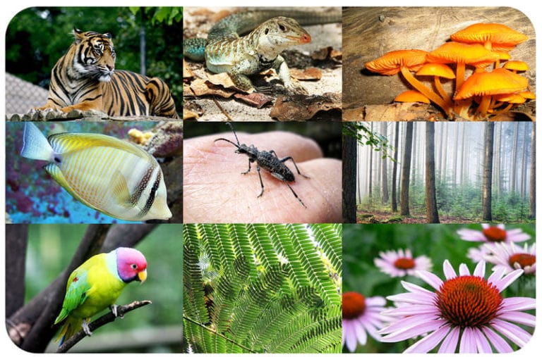 تنوع الكائنات الحية