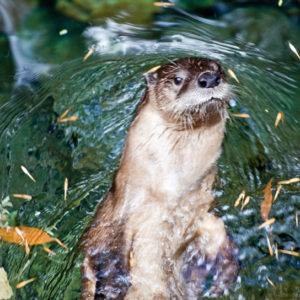 صورة لحيوان لا يبتل بسبب الدهون الكارثة للماء