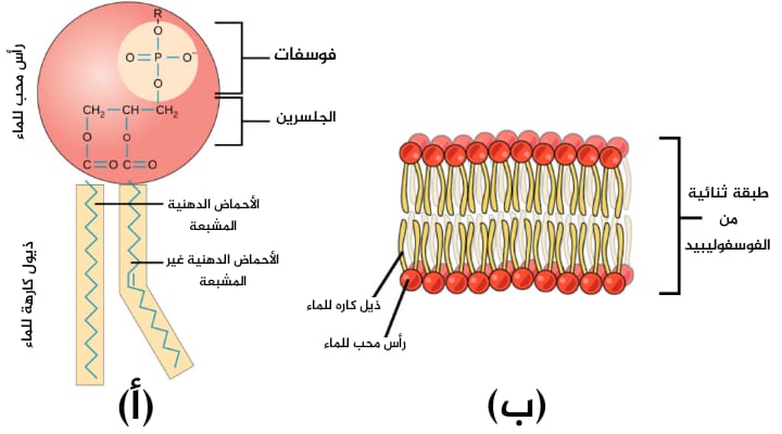 التركيب الجزيئي للفوسفوليبيدات 
