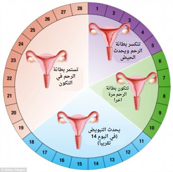 الدورة الشهرية عند الاناث Menstrual Cycle 2