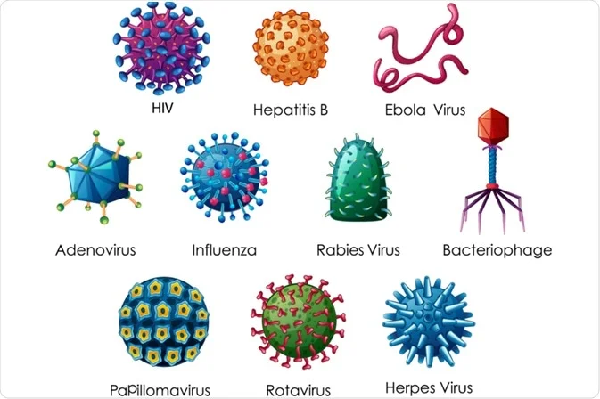 الشكل الخارجي لبعض الفيروسات
