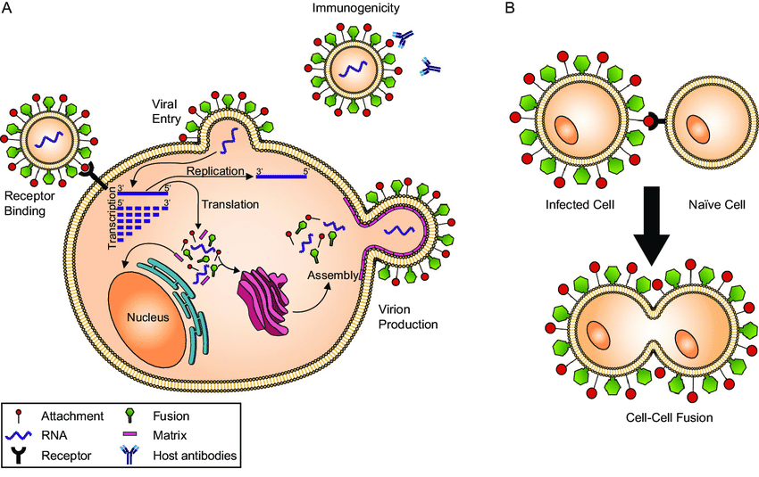 كيفية ارتباط الفيروس بخلية العائل