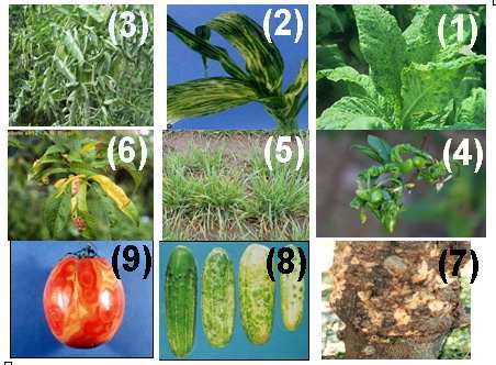 بعض أعراض الامراض الفيروسية في النبات