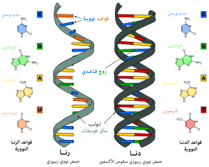 الفرق بين  DNA و RNA