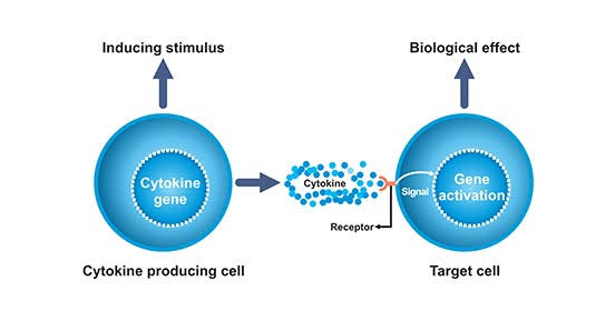 انتقال السيتوكينات بين الخلايا 