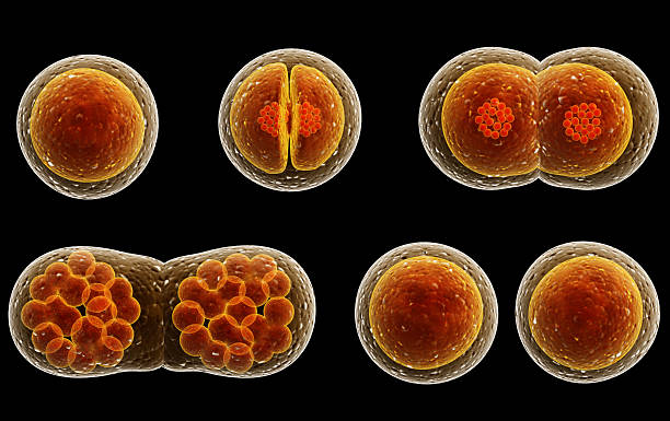 مراحل إنقسام الخلية 